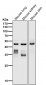 Anti-cleaved Caspase-9 CASP9 Rabbit Monoclonal Antibody
